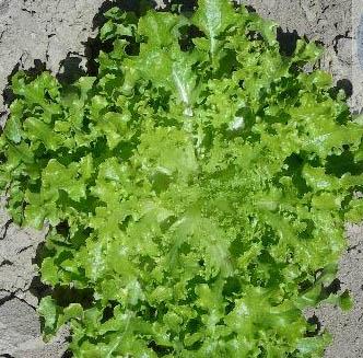 เมล็ดผัก Green Salad Bowl ถุงละ 300เมล็ด
