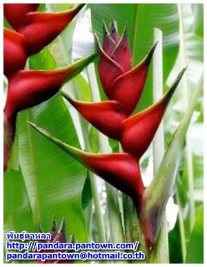 Heliconia caribaea x bihai Criswick  | พันธุ์ดาหลา - เมืองเชียงใหม่ เชียงใหม่