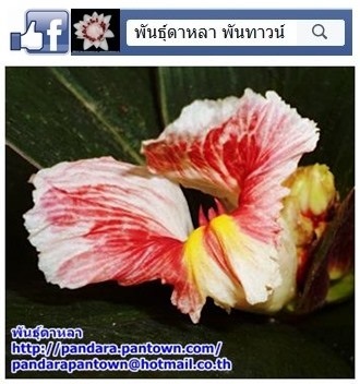 พัดโบกสีชมพู | พันธุ์ดาหลา - เมืองเชียงใหม่ เชียงใหม่