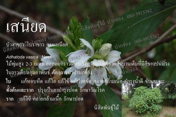 เสนียด | นิสิตพันธุ์ไม้ - ปากช่อง นครราชสีมา