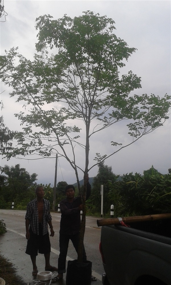 ต้นพยุง /ปลูกฟรี! (ฟอร์มสวยม๊ากก) | สวนไม้ไทย - บางบัวทอง นนทบุรี