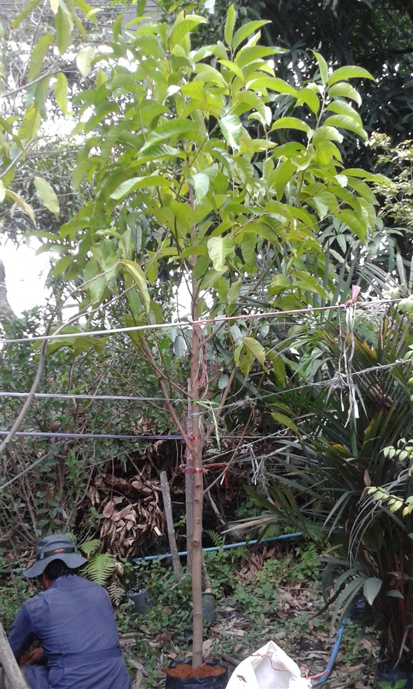 (ปลูกฟรี!) ต้นจำปีฟอร์มสวย | สวนไม้ไทย - บางบัวทอง นนทบุรี