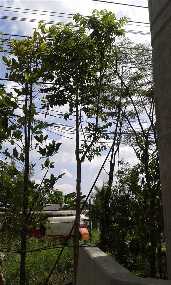 ต้นแคแสดฟอร์มสวย (ปลูกฟรี!)  | สวนไม้ไทย - บางบัวทอง นนทบุรี