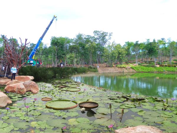 รับออกแบบบ่อบัวโดยทีมงานมืออาชีพ | laddagarden - ลาดหลุมแก้ว ปทุมธานี