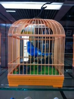 นกกรงเหลี่ยม | ร้านขวัญเรือน ของแต่งบ้านและสวน - ธนบุรี กรุงเทพมหานคร