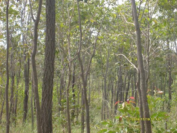 ต้นประดู่ป่า ขนาด เส้นผ่าศูนย์กลา 1"-3"  | pisadarn - พล ขอนแก่น