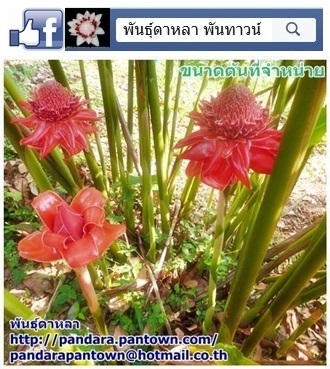 ดาหลาสีชมพูเข้ม | พันธุ์ดาหลา - เมืองเชียงใหม่ เชียงใหม่