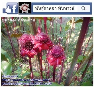 ดาหลาสีแดง | พันธุ์ดาหลา - เมืองเชียงใหม่ เชียงใหม่