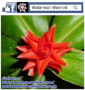 เอื้องกุหลาบแดงใบกำมะหยี่ | พันธุ์ดาหลา - เมืองเชียงใหม่ เชียงใหม่