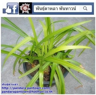 ว่านสลักไก  | พันธุ์ดาหลา - เมืองเชียงใหม่ เชียงใหม่