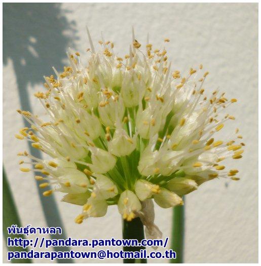 Allium victorialis  | พันธุ์ดาหลา - เมืองเชียงใหม่ เชียงใหม่