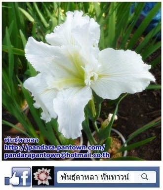 Louisiana Iris white