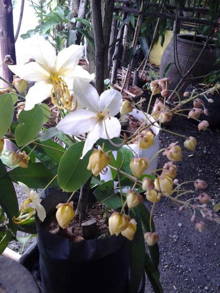 ดอกคูณขาว | สวนสิริมาพันธุ์ไม้ - องครักษ์ นครนายก