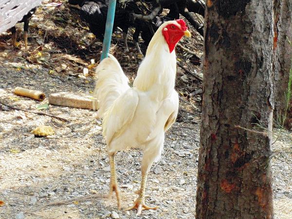 ไก่ชี | บ้านดวงพร - คลองหลวง ปทุมธานี