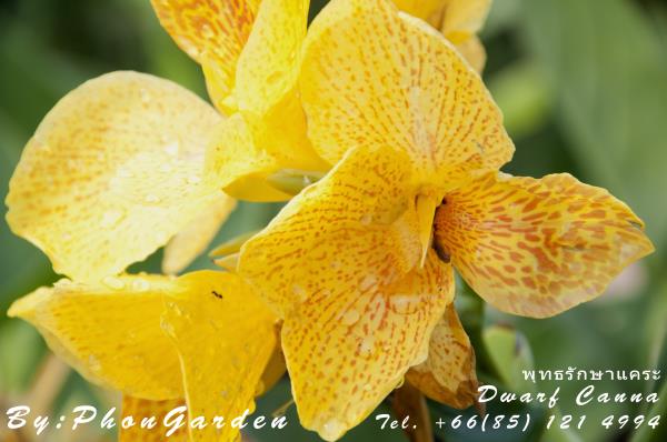 พุทธรักษาแคระ สีเหลืองลาย(บริการส่ง EMS) | สวนพลการ์เด้น - บางกรวย นนทบุรี