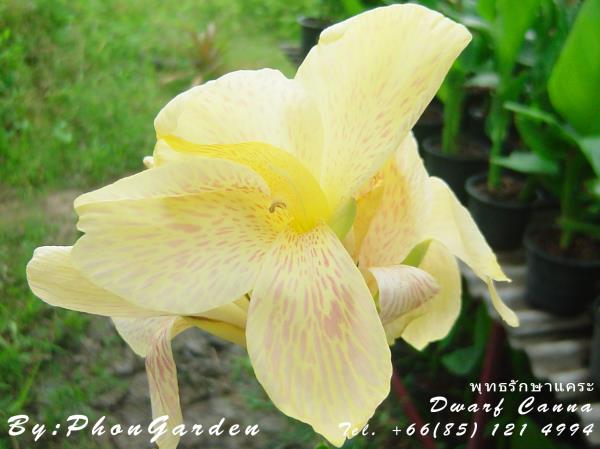 พุทธรักษาแคระ สีเหลืองอ่อน(บริการส่ง EMS | สวนพลการ์เด้น - บางกรวย นนทบุรี