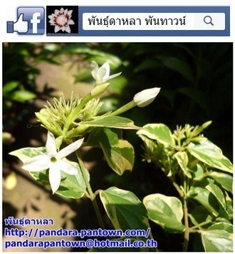 มลุลีด่าง ดอกหอม | พันธุ์ดาหลา - เมืองเชียงใหม่ เชียงใหม่