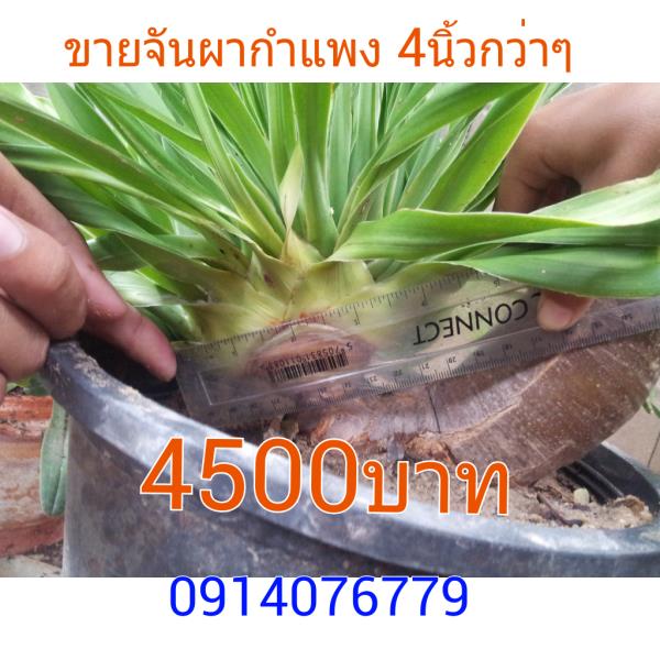 จันกำแพง | สามร้อยยอด - สามร้อยยอด ประจวบคีรีขันธ์