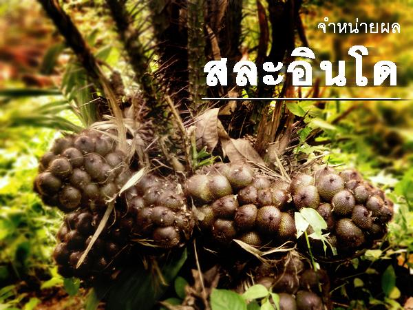 สละอินโด | บังฉา สวนวนเกษตร บ้านห้วยหาด - หาดใหญ่ สงขลา