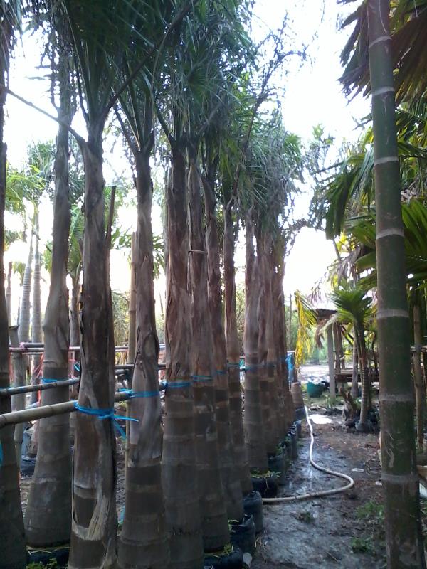 ต้นปาล์มขวด 4 เมตร | พรรณยากรณ์ พันธ์ไม้ -  ปราจีนบุรี