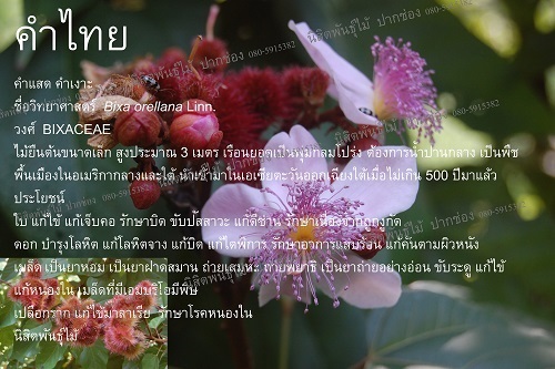 คำแสด | นิสิตพันธุ์ไม้ - ปากช่อง นครราชสีมา