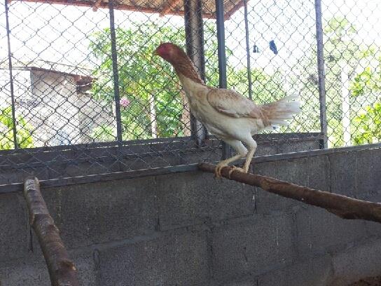 พ่อพันธ์ุไก่ชนบราซิลร้อย