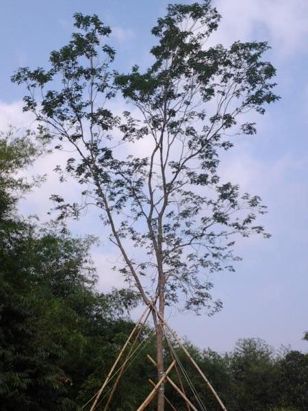 พยุง | สวนสิริมาพันธุ์ไม้ - องครักษ์ นครนายก