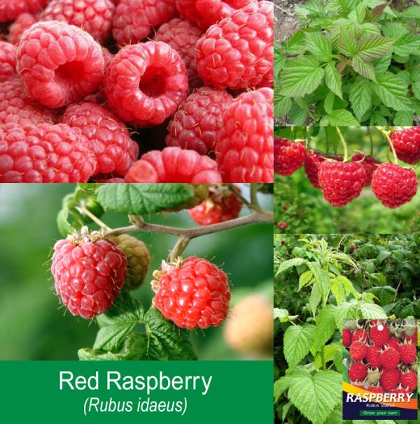 Red Raspberry | สวนมิตร - เมืองเชียงใหม่ เชียงใหม่