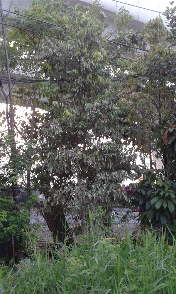 ต้นบุนนาค... ปลูกฟรี! | สวนไม้ไทย - บางบัวทอง นนทบุรี