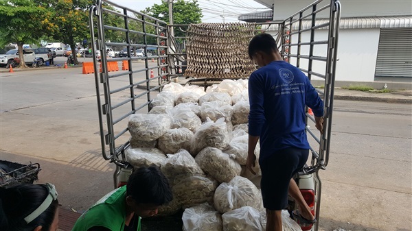 ดอกเห็ดนางฟ้าภูฐาน ดอกเห็ดนางรมฮังการี่ เห็ดโคนญี่ปุ่น | มัชรูมซิตี้ฟาร์ม - บางนา กรุงเทพมหานคร