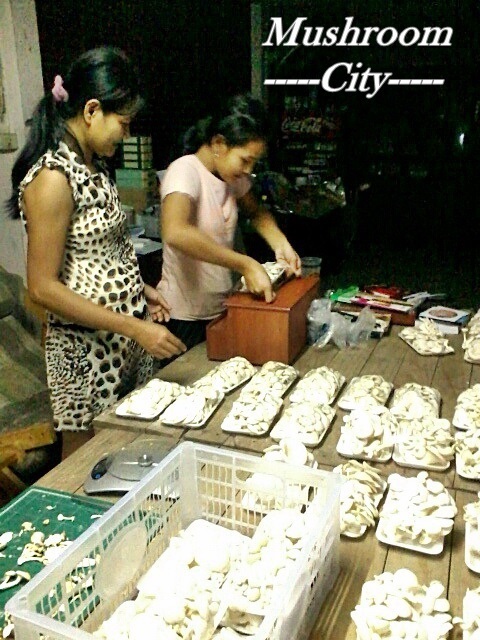 ดอกเห็ดนางรมฮังการี่ นางฟ้าภูฐาน เห็ดโคนญี่ปุ่น | มัชรูมซิตี้ฟาร์ม - บางนา กรุงเทพมหานคร