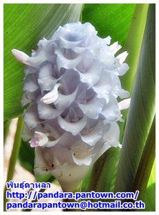 Calathea burle-marxii 'Blue Ice' | พันธุ์ดาหลา - เมืองเชียงใหม่ เชียงใหม่