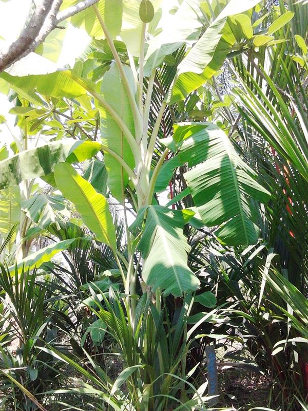 กล้วยนีพูแวน | สวนลุงทด - หนองเสือ ปทุมธานี