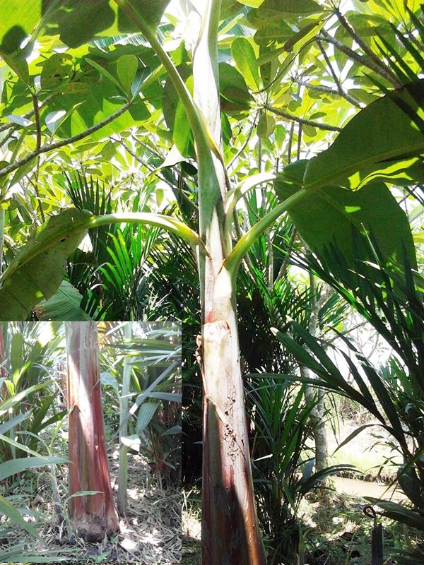 กล้วยน้ำเชียงราย | สวนลุงทด - หนองเสือ ปทุมธานี