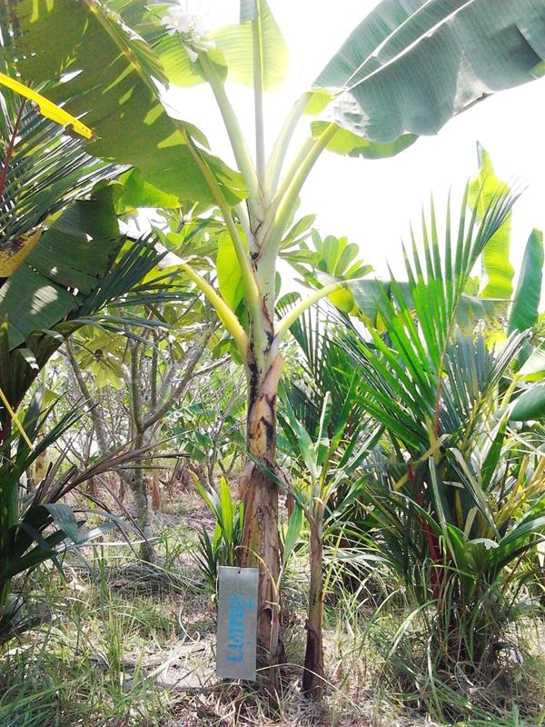กล้วยตีนเต่า | สวนลุงทด - หนองเสือ ปทุมธานี