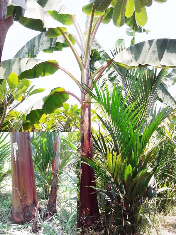 กล้วยครั่ง | สวนลุงทด - หนองเสือ ปทุมธานี
