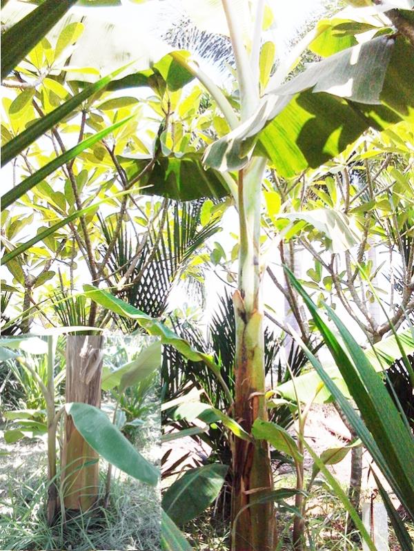 กล้วยทองส้ม | สวนลุงทด - หนองเสือ ปทุมธานี