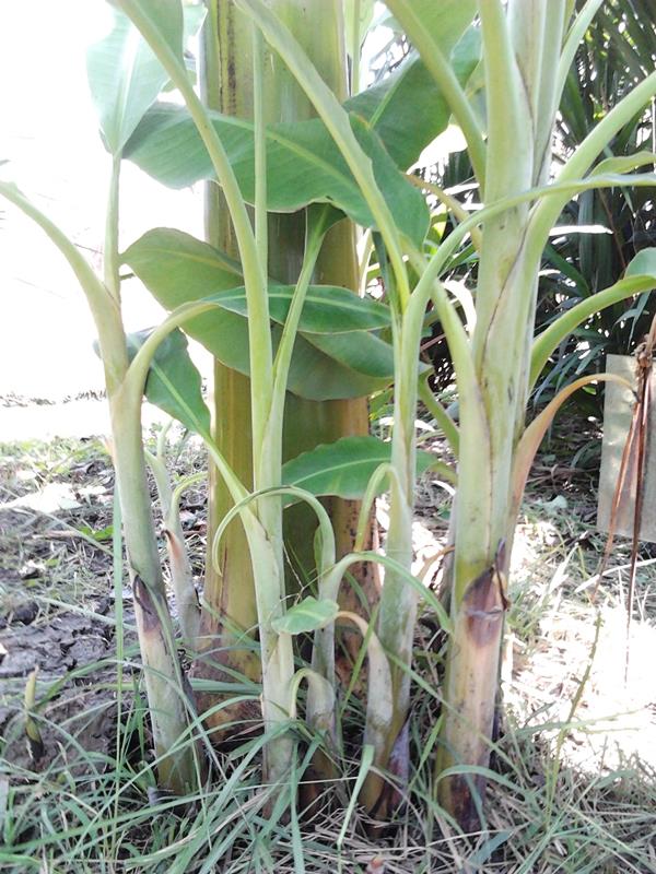 กล้วยหักมุกพม่า | สวนลุงทด - หนองเสือ ปทุมธานี