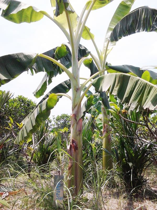 กล้วยแลนดี้ | สวนลุงทด - หนองเสือ ปทุมธานี