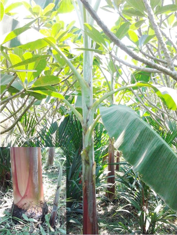 กล้วยโอกินาวา | สวนลุงทด - หนองเสือ ปทุมธานี