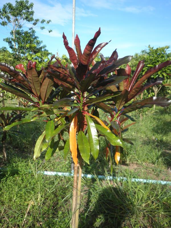 ตีนเป็ดแดง | สวนสิริมาพันธุ์ไม้ - องครักษ์ นครนายก