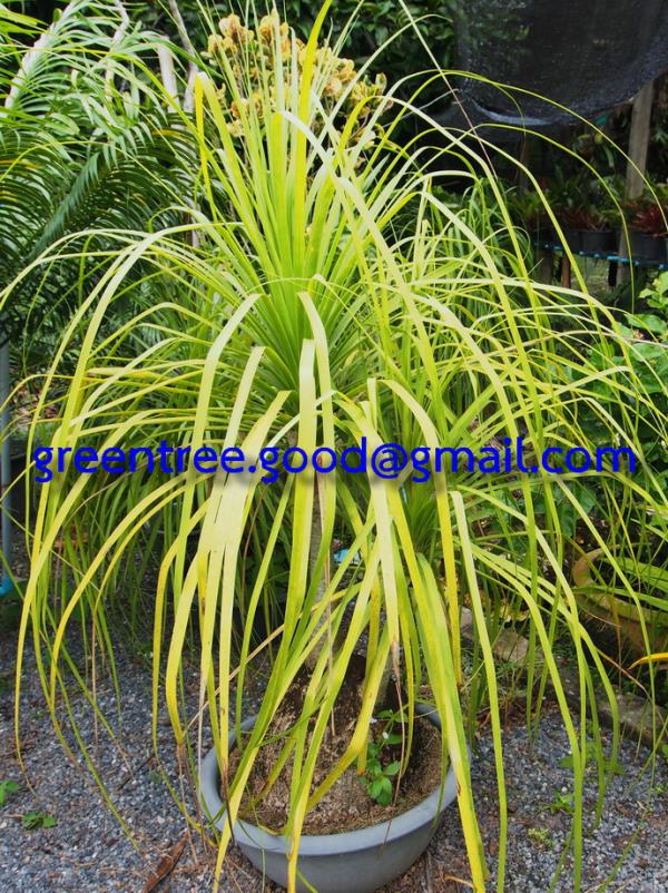 แซ่ม้าหัวโต , หัวโตแซ่ม้า , Nolina recurvata , แซ่หางม้า