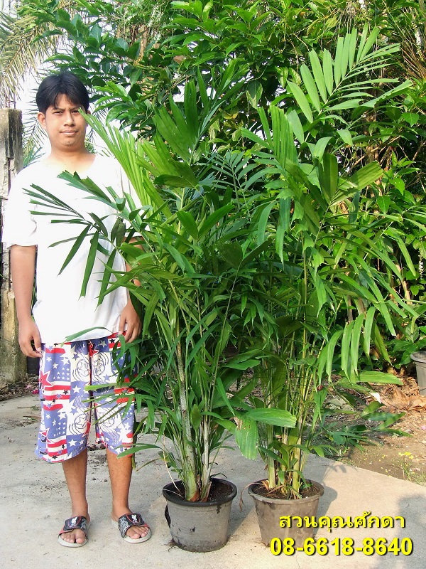 ต้นหมากเขียว (ฟอร์มสวย)  | สวนคุณศักดา - บางบัวทอง นนทบุรี