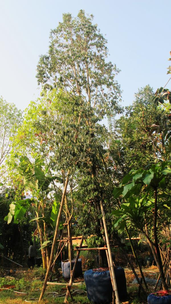 ต้นบุนนาค | เพียรไม้ไทยการ์เด้น - หลักสี่ กรุงเทพมหานคร