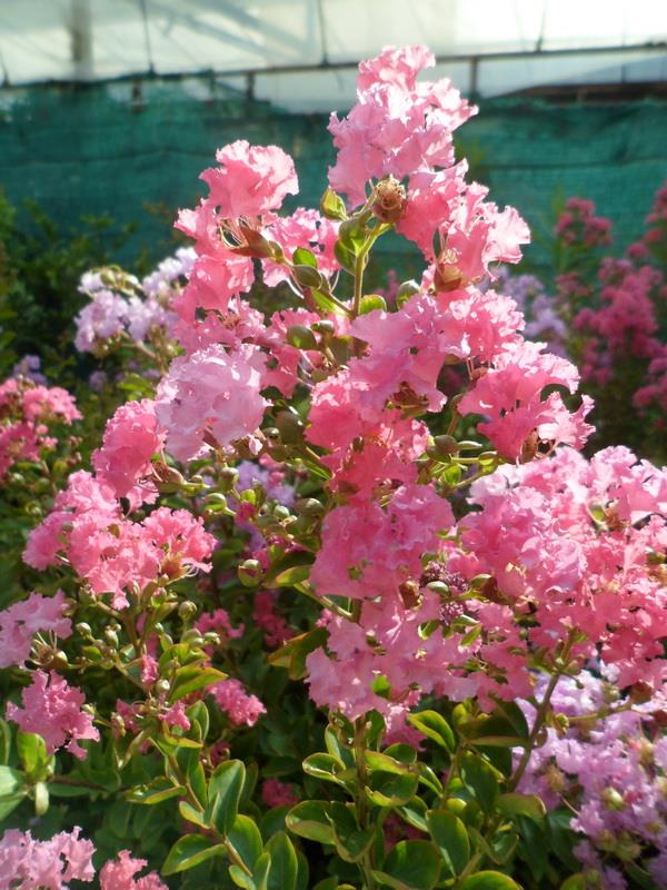 ยี่เข่ง (Chinese Crape Myrtle)