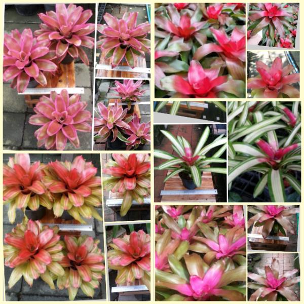 สับปะรดสี bromeliads | ต้นไม้ใบเงิน - บางใหญ่ นนทบุรี