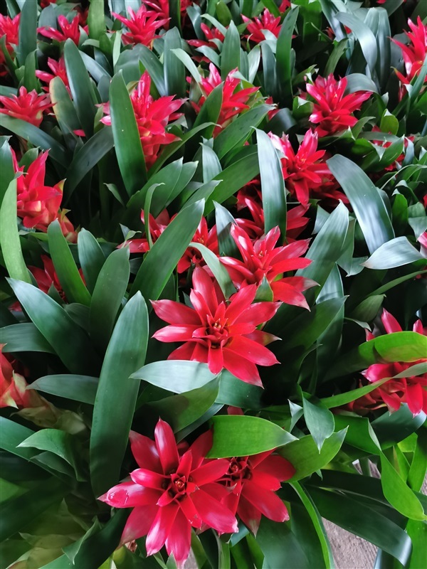 สับปะรดสี  ดอก bromeliads 