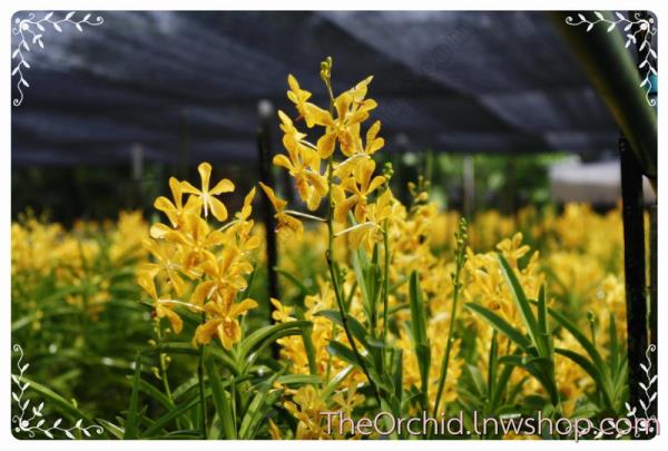 กล้วยไม้สีเหลืองจุดสีแดง | The Orchid - สามพราน นครปฐม