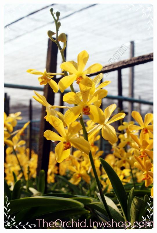 กล้วยไม้สีเหลืองกิตติ | The Orchid - สามพราน นครปฐม