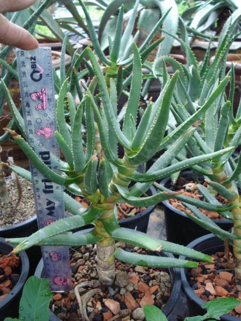 Aloe ramosissima | Chananya Palm & Cycad Nursery - เมืองชัยภูมิ ชัยภูมิ